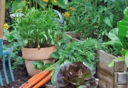 Záhradkári si dovolenku vziať nemôžu, prinášame júlové tipy pre starostlivosť o záhradu