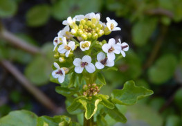 Abeceda byliniek – potočnica lekárska