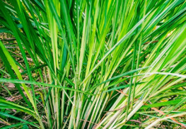 Tráva voňajúca po citrusoch – citrónová tráva