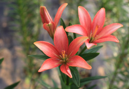 Je čas myslieť na nasledujúce rozkvitnuté leto. V septembri a októbri vysadzujeme ľalie.