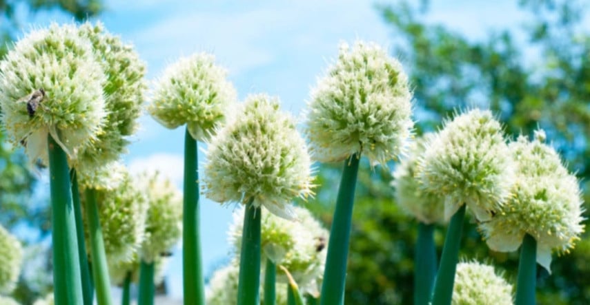 Poznáte cibuľu zimnú a viete, ako na jej pestovanie?