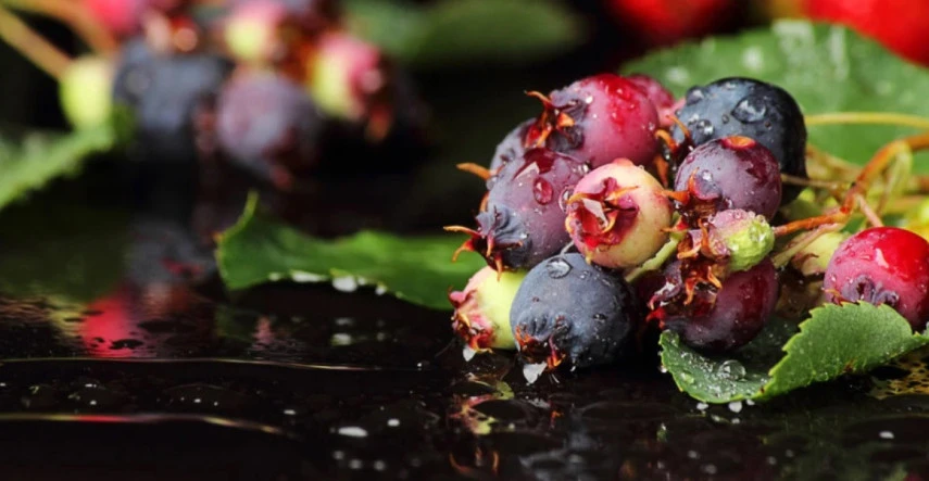 Muchovník má chutné a zdravé plody podobné čučoriedkam