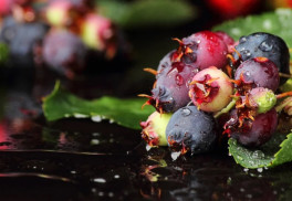 Muchovník má chutné a zdravé plody podobné čučoriedkam