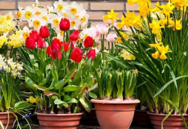 Na jar by bolo neskoro! Cibuľoviny do nádob vysaďte už teraz