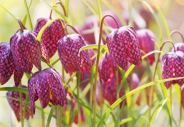 Vypestujte si korunkovku strakatú