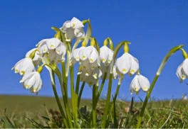 Blíži sa čas na výsadbu bledúľ