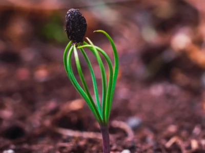 Ako pestovať ihličnany zo semienok: stratifikácia a výsev