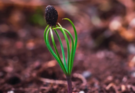 Ako pestovať ihličnany zo semienok: stratifikácia a výsev