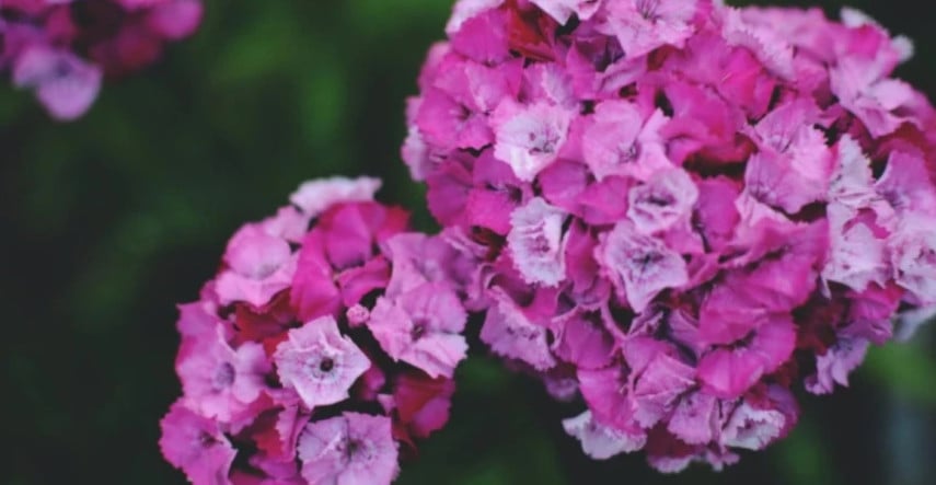 Ktoré dvojročné rastliny pestovať?