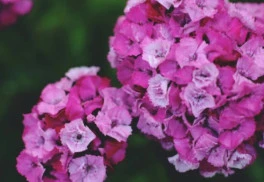 Ktoré dvojročné rastliny pestovať?