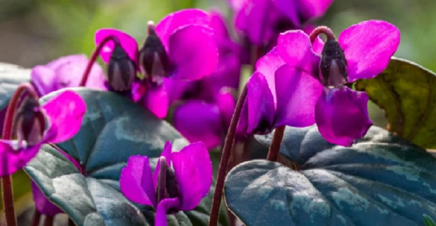 Pestujte cyklámen tak, aby zdobil váš dom nielen na Vianoce