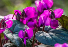 Pestujte cyklámen tak, aby zdobil váš dom nielen na Vianoce