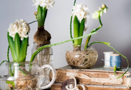 Rýchlenie hyacintov alebo netradičné vianočné dekorácie