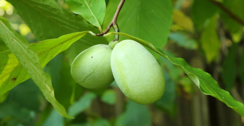 Pawpaw – lahodné exotické ovocie, ktoré si môžete vypestovať sami