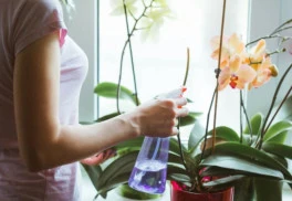 Aj v chladnom období vás môžu tešiť kvitnúce rastliny