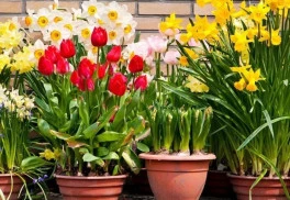 Na jar už je neskoro! Cibuľoviny do nádob vsádzajte už teraz