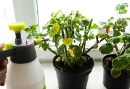 Zazimovanie izbových rastlín