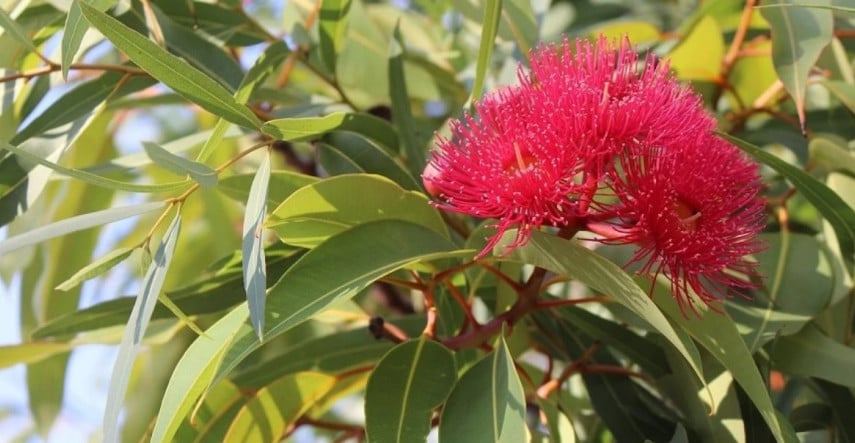 Vypestujte eukalyptus v interiéri