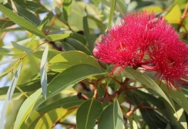 Vypestujte eukalyptus v interiéri