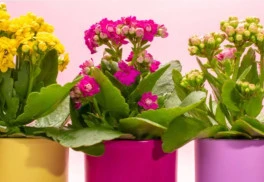 Zimné obdobie je na krásu živých kvetov skúpe