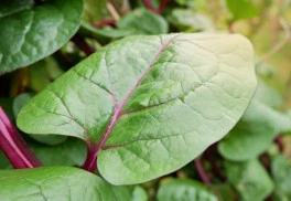 Popínavý špenát môžete konzumovať od jari až do jesene 