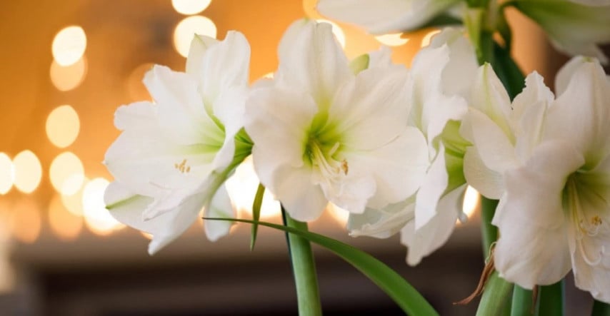 Zornica - obrovský kvet už za 8 týždňov