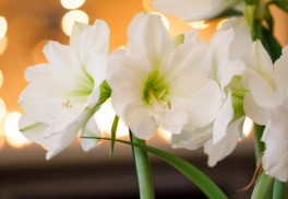 Zornica - obrovský kvet už za 8 týždňov