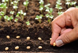 Čím sa líšia BIO osivá od tých bežných?