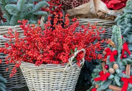 Cezmína - symbol Vianoc aj celoročná ozdoba záhrady