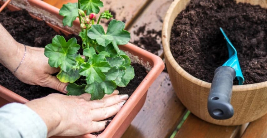 Skúste si vypestovať muškáty zo semien