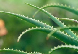 Prírodná lekáreň a biokozmetika priamo u vás doma – to je aloe
