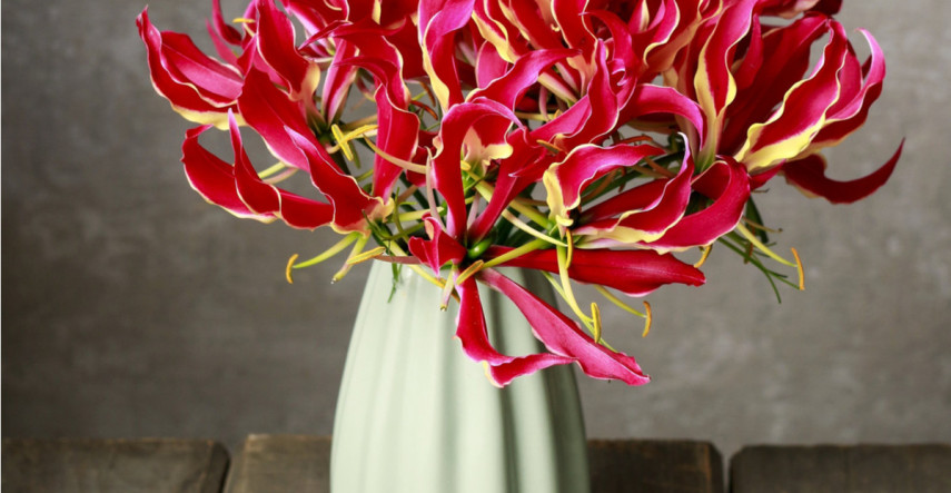 Glorióza rozžiari letnú záhradu či terasu