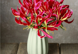 Glorióza rozžiari letnú záhradu či terasu