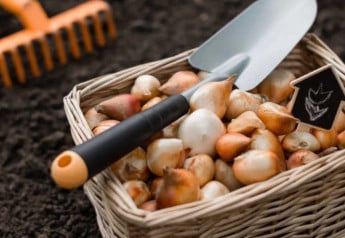 Cibuľnaté a hľuznaté rastliny – čo s nimi po odkvitnutí