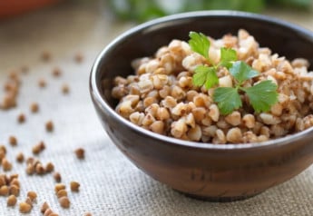 Ako pestovať pohánku