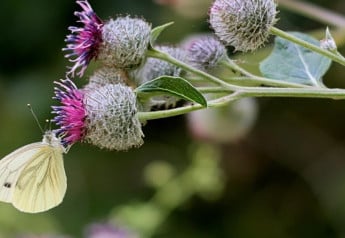 Lopúch nielen dobre chutí, ale spomaľuje starnutie a čistí krv
