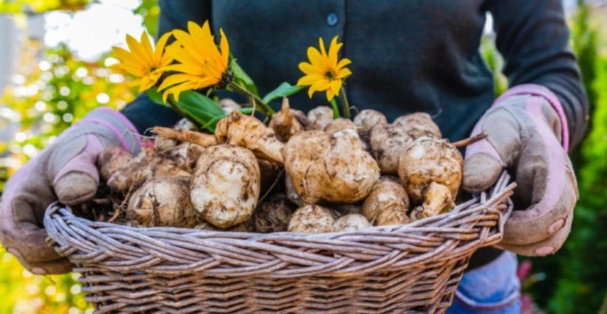 Sadíme a pestujeme: topinambur