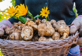 Sadíme a pestujeme: topinambur