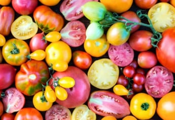 Vypestujte rozmanitosť - novinky semien paradajok tohtoročnej sezóny