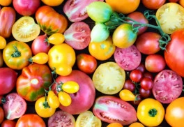 Vypestujte rozmanitosť - novinky semien paradajok tohtoročnej sezóny