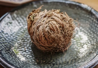 Zázrak z púšte, ktorý vám vykvitne pred očami