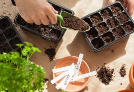 Kedy začať vysievať zeleninu, kvety či dreviny?