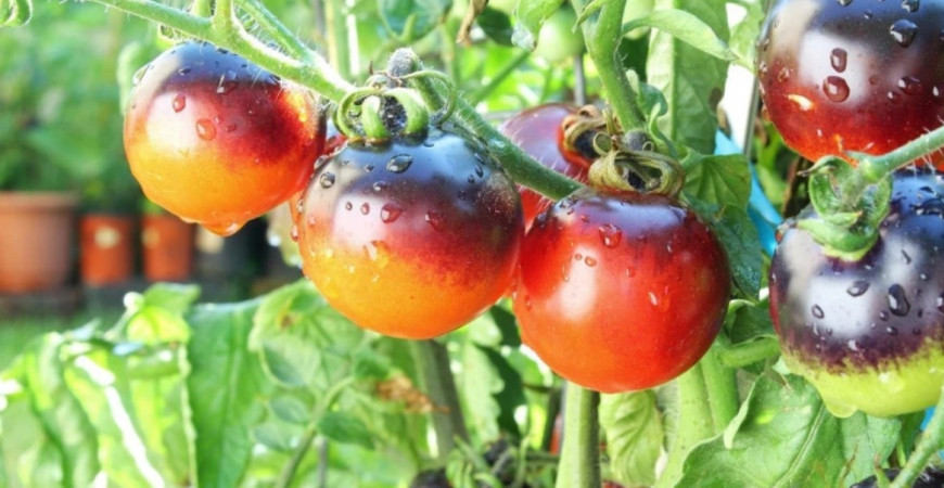 Ako si vypestovať vlastné paradajky?