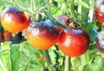 Ako si vypestovať vlastné paradajky?