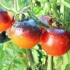 Ako si vypestovať vlastné paradajky?