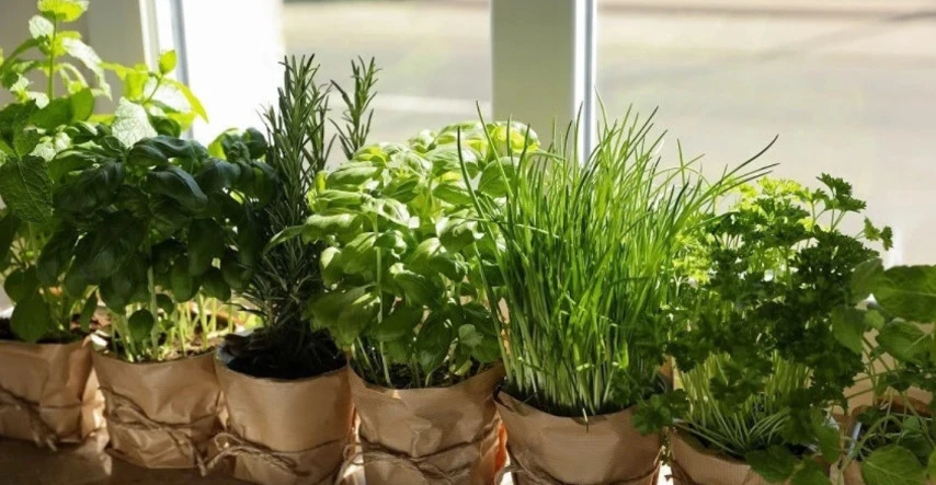 Bylinky a ich využitie