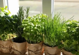 Bylinky a ich využitie