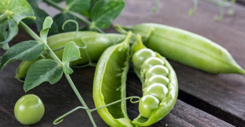 Hrach siaty – aké druhy vysiať a ako na jeho pestovanie?