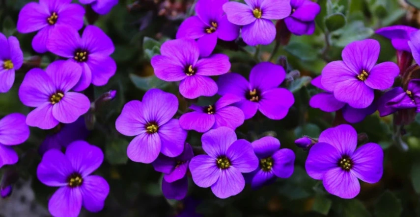 Poslami jari nemusia byť len cibuľoviny, sú nimi aj niektoré trvalky