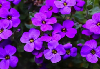 Poslami jari nemusia byť len cibuľoviny, sú nimi aj niektoré trvalky